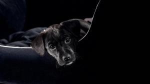Wonderful Puppy, All In Black wallpaper thumb