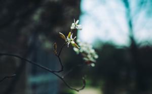 Branch Leaves Blur HD wallpaper thumb