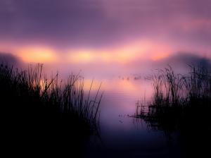 Lake, reeds, duck, fog, morning wallpaper thumb