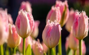Tulips, pink flowers, buds, bokeh, sunlight wallpaper thumb