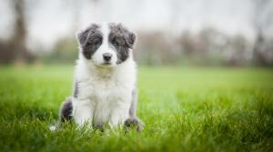 cute, puppy, dog, grass, macro, green, animal wallpaper thumb