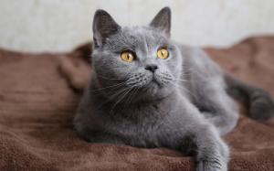 Gray cat, face, yellow eyes wallpaper thumb