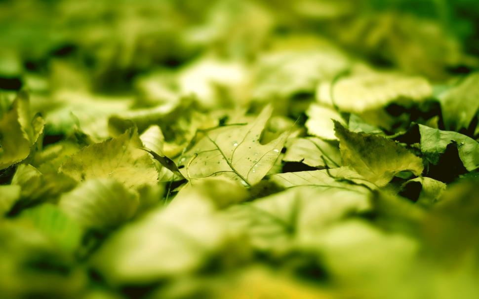 Macro Green Leaf Leaves HD wallpaper,nature HD wallpaper,macro HD wallpaper,green HD wallpaper,leaves HD wallpaper,leaf HD wallpaper,1920x1200 wallpaper