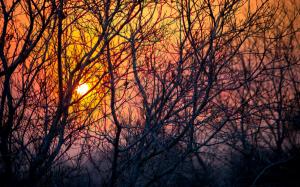 Trees, branches, evening, sunset, sky wallpaper thumb
