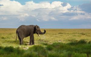 Prairie, elephant, grass, sky, clouds wallpaper thumb