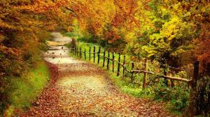 Beautiful Country Lane In Autumn wallpaper thumb