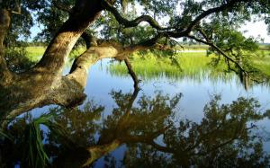 Tree Pond Reflection Branches HD wallpaper thumb