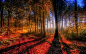 Maple forest light and shadow wallpaper thumb