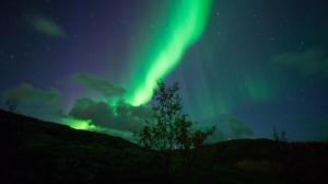 Aurora Borealis Northern Lights Green Stars Night Tree HD wallpaper thumb
