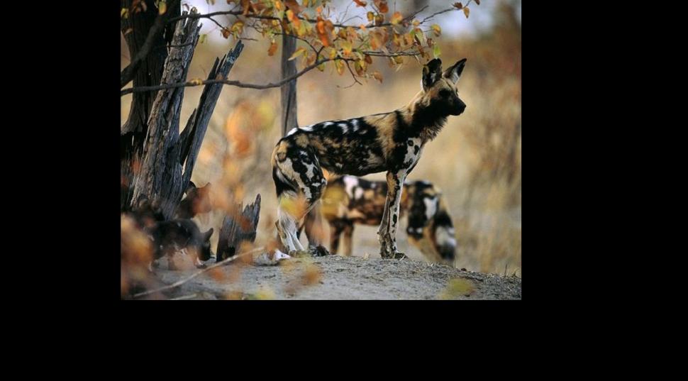 Curious Mother Dog Pups wallpaper,canidae HD wallpaper,carnivora HD wallpaper,lycaon pictus HD wallpaper,african wild dog HD wallpaper,animals HD wallpaper,2164x1200 wallpaper