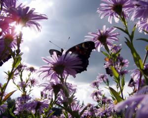 Butterfly & Daisies wallpaper thumb