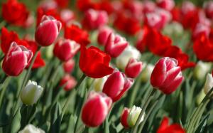 Red Tulips in spring wallpaper thumb