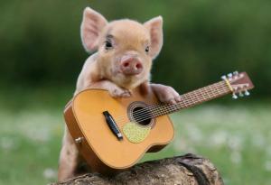 pig, little pig, guitar wallpaper thumb