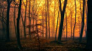 Fall, Forest, Orange, Sunset, Mist, Nature, Silhouette wallpaper thumb