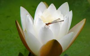 Dragonfly On A Water Lily wallpaper thumb