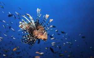 Underwater World Fish Lionfish Animals Free Images wallpaper thumb