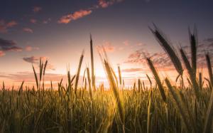 Wheat field, sky, clouds, sunset wallpaper thumb