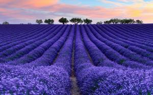 Purple Lavender Field wallpaper thumb