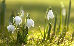 Spring, Nature, Snow, Drops, White Flowers wallpaper thumb