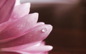 Flower macro, pink petals, dew wallpaper thumb