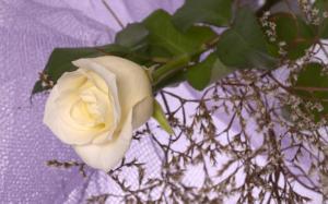 White Rose For Nine55rose wallpaper thumb