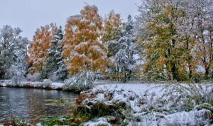 Nature Landscapes Trees Forests Autumn Fall Seasons Winter Snow Frost Shore Lakes Grass Leaves Cold High Resolution Images wallpaper thumb