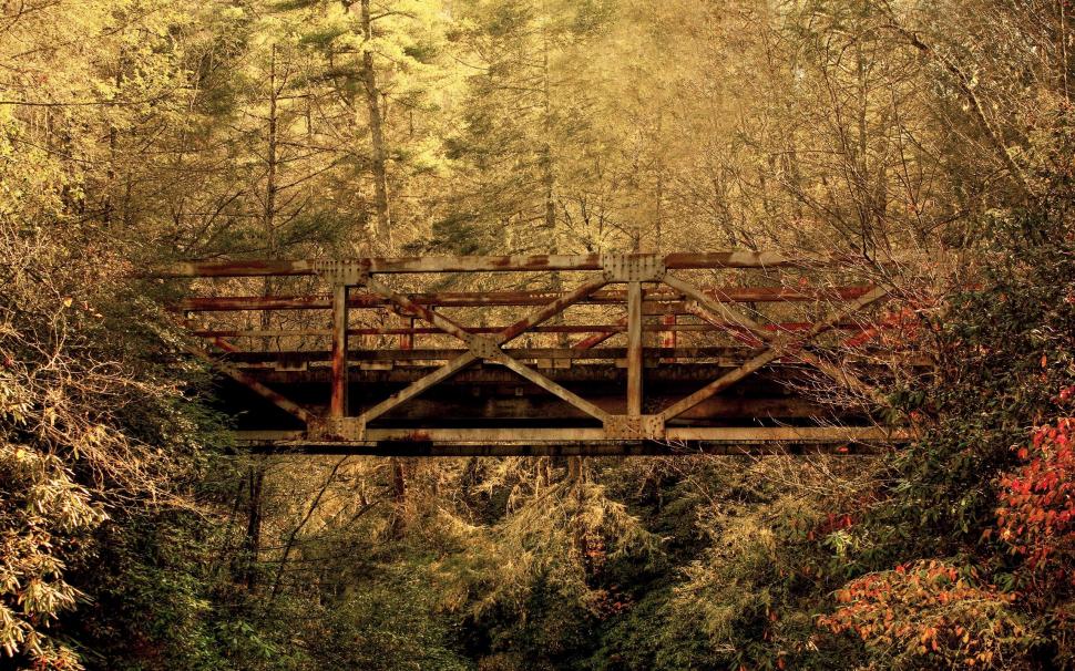 Old Bridge In The Forest wallpaper,forest HD wallpaper,tree HD wallpaper,bridge HD wallpaper,nature & landscapes HD wallpaper,2560x1600 wallpaper
