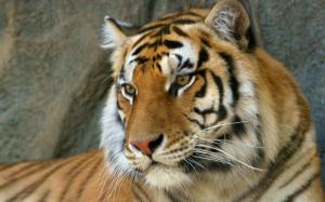 Bengal Tiger wallpaper thumb