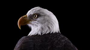 Eagle, Animals, Bird wallpaper thumb
