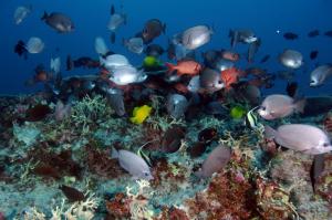 Ocean Sea Reef Tropical Underwater HD Pictures wallpaper thumb