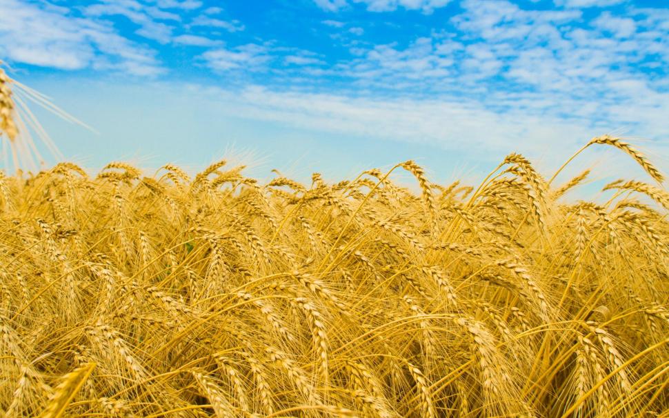 Rye, ears, field, golden, sky, agriculture wallpaper,ears HD wallpaper,field HD wallpaper,golden HD wallpaper,agriculture HD wallpaper,2560x1600 wallpaper