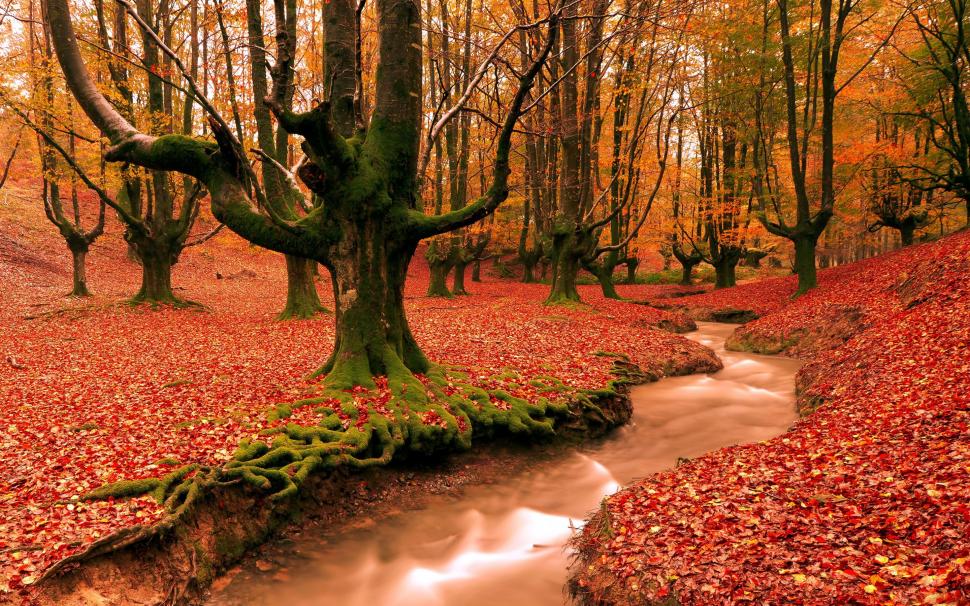 Red leaves ground, creek, forest, trees, autumn landscape wallpaper,Red HD wallpaper,Leaves HD wallpaper,Ground HD wallpaper,Creek HD wallpaper,Forest HD wallpaper,Trees HD wallpaper,Autumn HD wallpaper,Landscape HD wallpaper,2880x1800 wallpaper