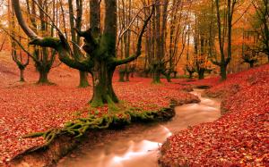 Red leaves ground, creek, forest, trees, autumn landscape wallpaper thumb