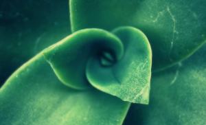 Green, Flower, Macro, Nature wallpaper thumb