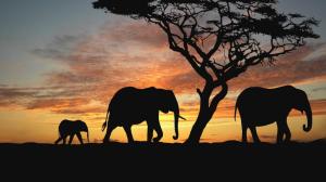 Elephants in the sunset wallpaper thumb