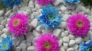 Blue and Pink Flowers wallpaper thumb