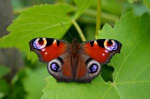 Butterfly Nature Insects Macro Zoom Close High Resolution wallpaper thumb