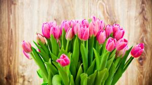Beautiful pink tulip flowers bouquet wallpaper thumb