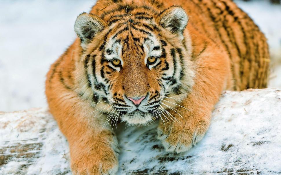 Splendid tiger wallpaper,animals HD wallpaper,2560x1600 HD wallpaper,tiger HD wallpaper,2560x1600 wallpaper