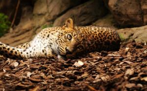 Leopard lying ground, eyes, stones wallpaper thumb