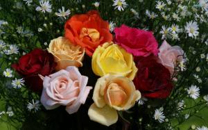 Roses Of Many Colors wallpaper thumb