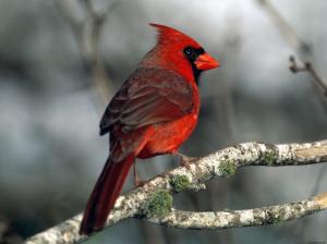 Cardinal wallpaper thumb