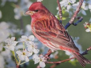 Red Bird HD 1080i wallpaper thumb