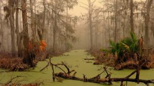 Swamps, Landscape, Trees, Nature wallpaper thumb
