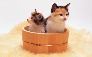 Kittens In A Pot wallpaper thumb