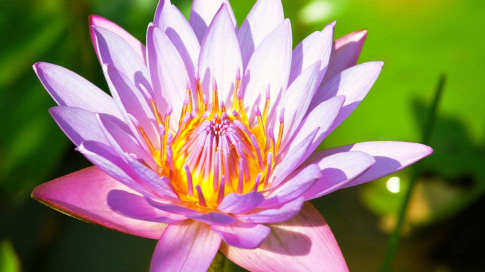 Flower macro photography, water lily, pink petals wallpaper,Flower HD wallpaper,Macro HD wallpaper,Photography HD wallpaper,Water HD wallpaper,Lily HD wallpaper,Pink HD wallpaper,Petals HD wallpaper,3840x2160 wallpaper