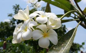 Beautiful White Summer Flower wallpaper thumb