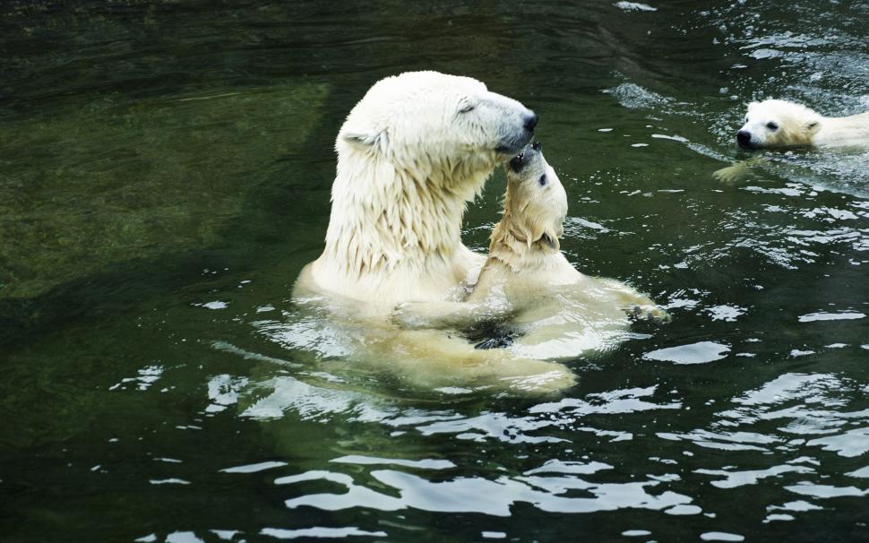 Polar Bears in the Water wallpaper,polar bears HD wallpaper,water HD wallpaper,bear HD wallpaper,2560x1600 wallpaper