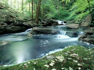 River Mountain Forest Stream wallpaper thumb