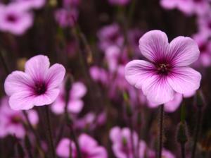Purple Flowers wallpaper thumb